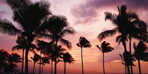 Beautiful sunset with palm trees overlooking the water - a soul-satisfying moment part of a healthy vacation