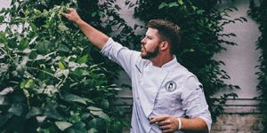 Chef caring for onsite organic fruit trees for healthy organic menu