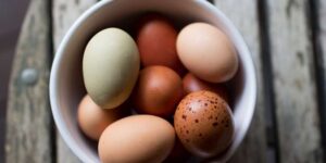 fresh hand-picked pastured eggs on small Organic farm outside Houston, Texas