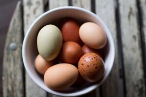fresh hand-picked pastured eggs on small Organic farm outside Houston, Texas