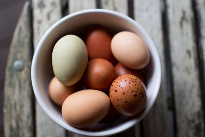 fresh hand-picked pastured eggs on small Organic farm outside Houston, Texas