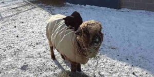 pasture-raised sheep on regenerative farm in Michigan at Willow Farm