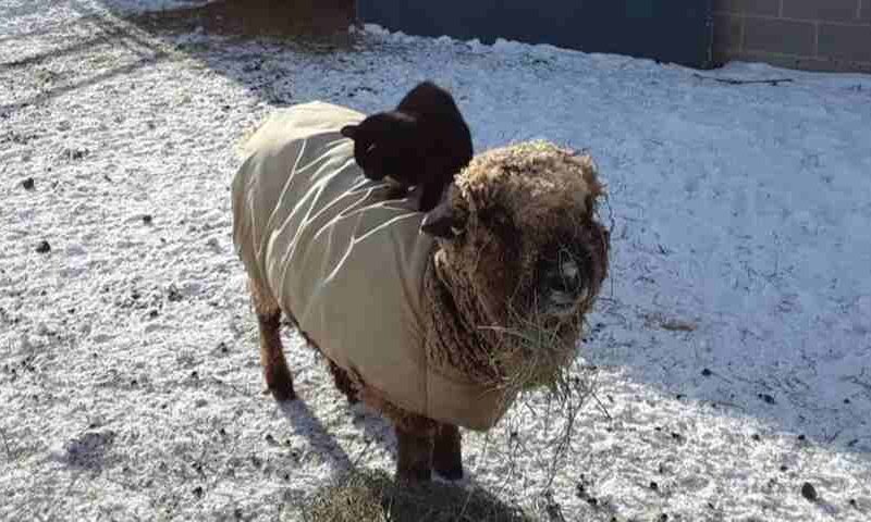pasture-raised sheep on regenerative farm in Michigan at Willow Farm