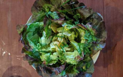 healthy sustainable salad with gorgeous dark leafy greens for healthy holidays at Mago in Oakland, CA